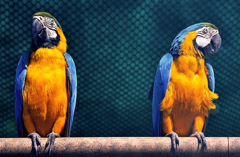 Especialista en Aves Exóticas